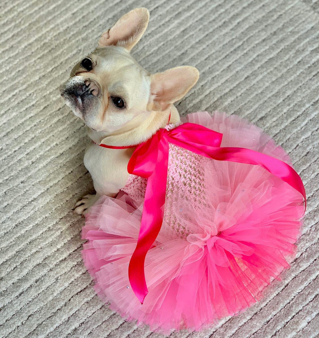 Dressed to Pawty Tutu's