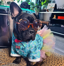 @flip_flop_frenchies